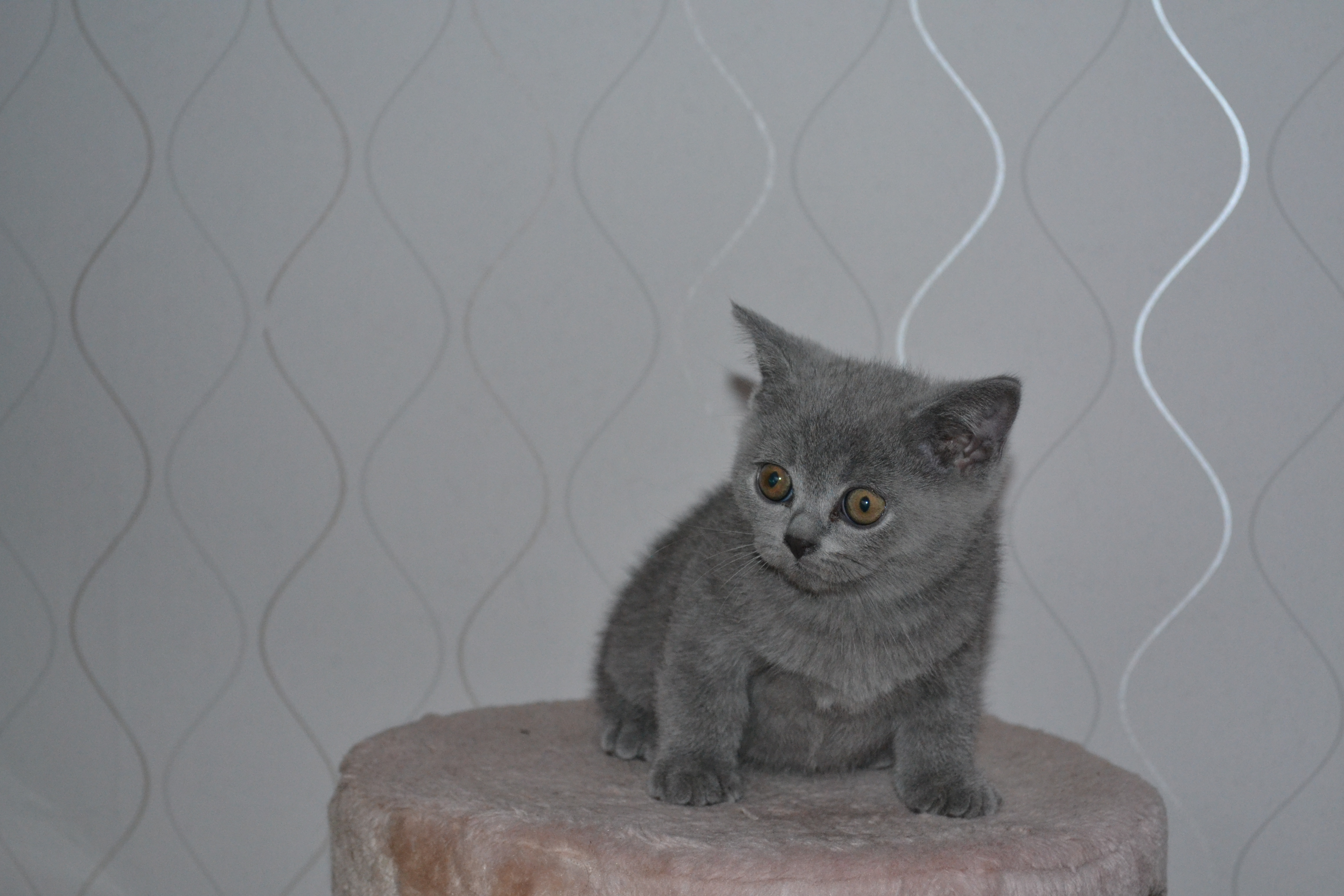 Castor