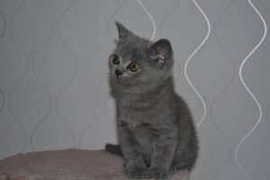 DSC_0069